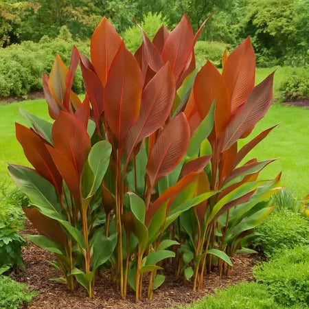 Premium Brown Calathea Lutea Flower seeds for Planting Drought Tolerant, Heirloom & GMO Free Seeds for Home Garden seeds