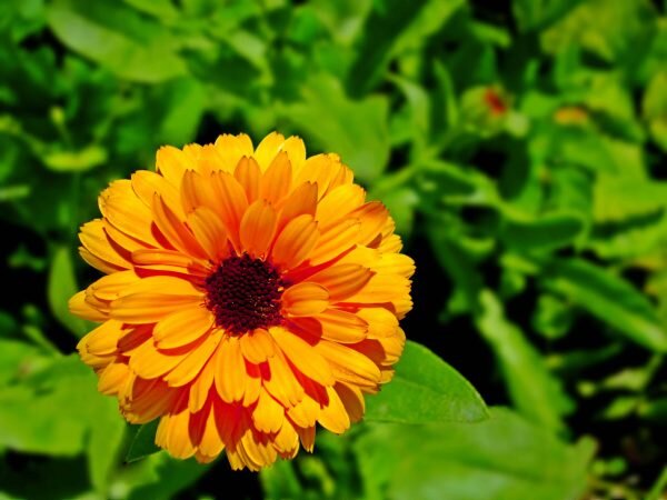 Yellow Calendula Flower seeds for Planting Drought Tolerant, Heirloom & GMO Free Seeds for Home Garden vegetable and garden seeds