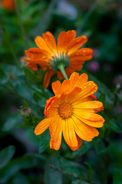 Calendula Flower seeds for Planting Colorful Display Heirloom & GMO Free Seeds for Home Garden