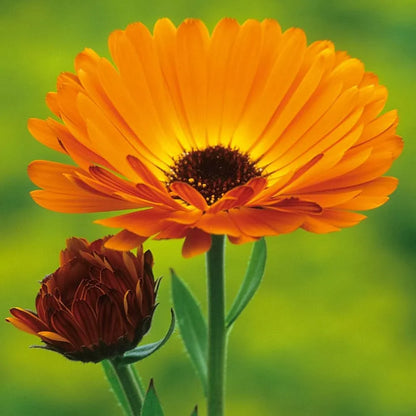 Calendula Flower seeds for Planting Colorful Display Heirloom & GMO Free Seeds for Home Garden