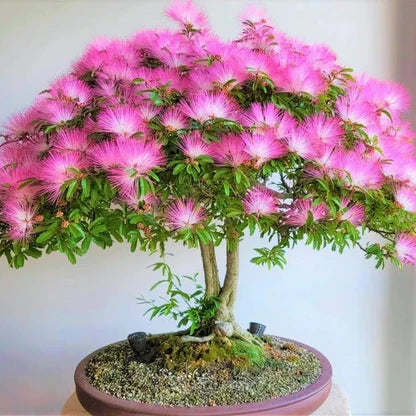 Premium Pink Calliandra Eriophylla Flower seeds for Planting Low Maintenance, Heirloom & GMO Free Seeds for Home Garden seeds