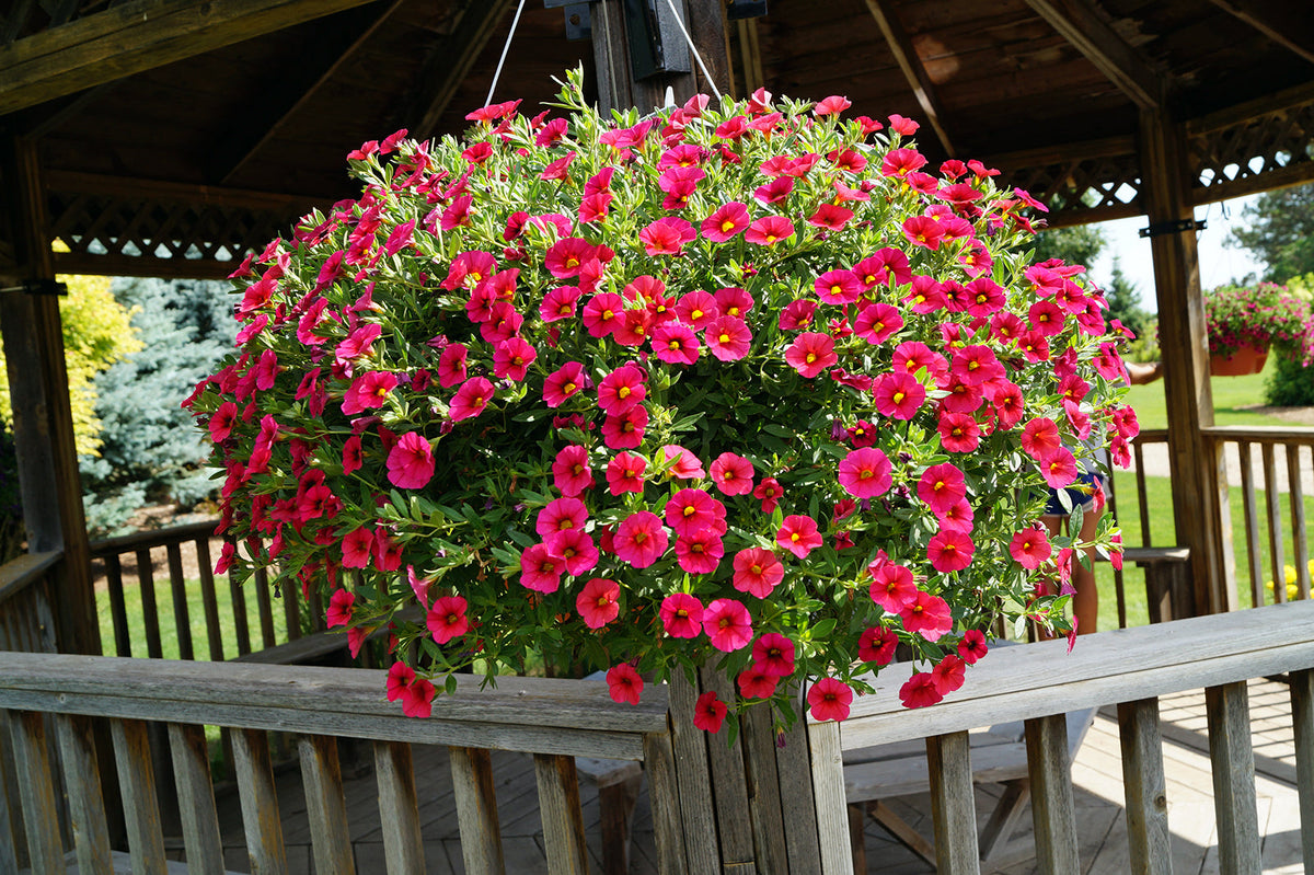 Calibrachoa Flower seeds for Planting Sun Loving Heirloom & GMO Free Seeds for Home Garden