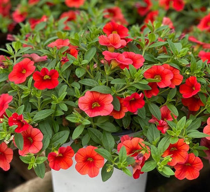 Heirloom Calibrachoa Flower seeds for Planting Garden Favorite Heirloom & GMO Free Seeds for Home Garden