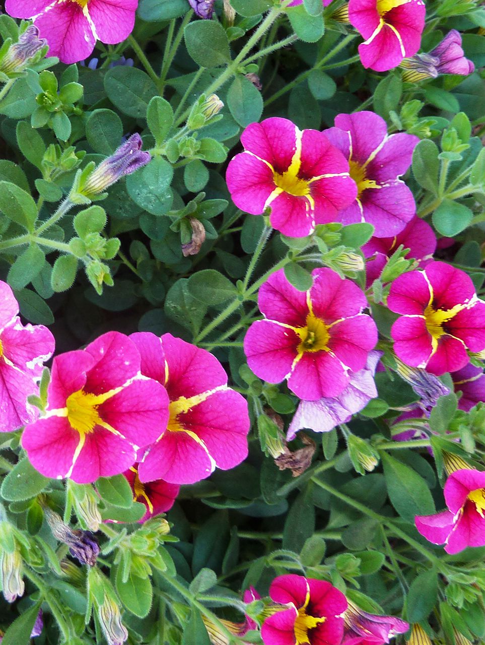 Premium Pink Kabloom Flower seeds for Planting Low Maintenance, Heirloom & GMO Free Seeds for Home Garden seeds