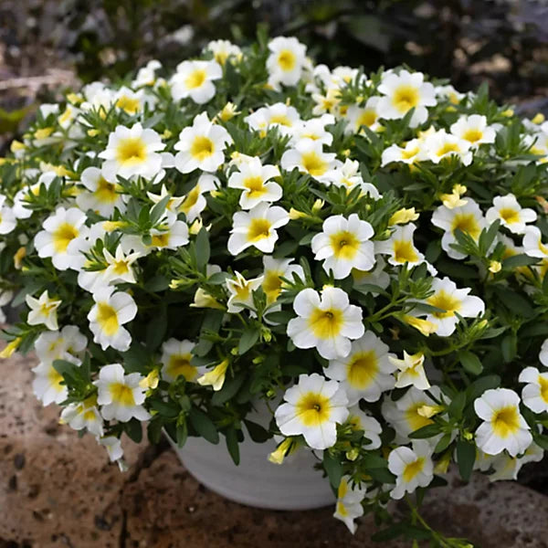 White Yellow Frostfire Flower seeds for Planting Hardy Variety, Heirloom & GMO Free Seeds for Home Garden vegetable and garden seeds