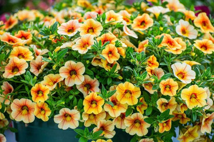 Heirloom Calibrachoa Flower seeds for Planting Garden Favorite Heirloom & GMO Free Seeds for Home Garden