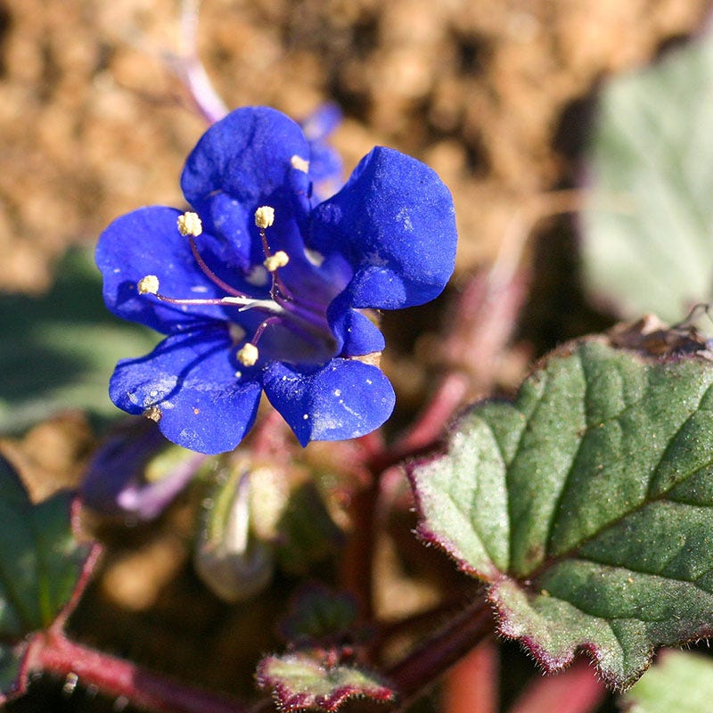 California Bluebell Flower seeds for Planting Colorful Display Heirloom & GMO Free Seeds for Home Garden