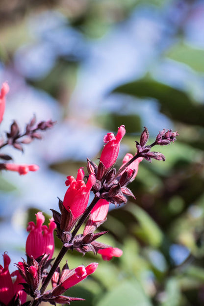 Packet of California Hummingbird Sage non-GMO seeds for planting