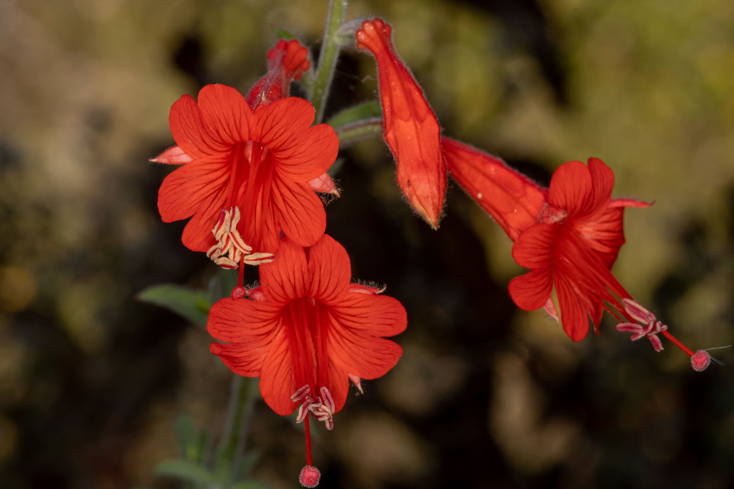 Epilobium Canum Flower seeds for Planting Fragrant Blossoms Heirloom & GMO Free Seeds for Home Garden