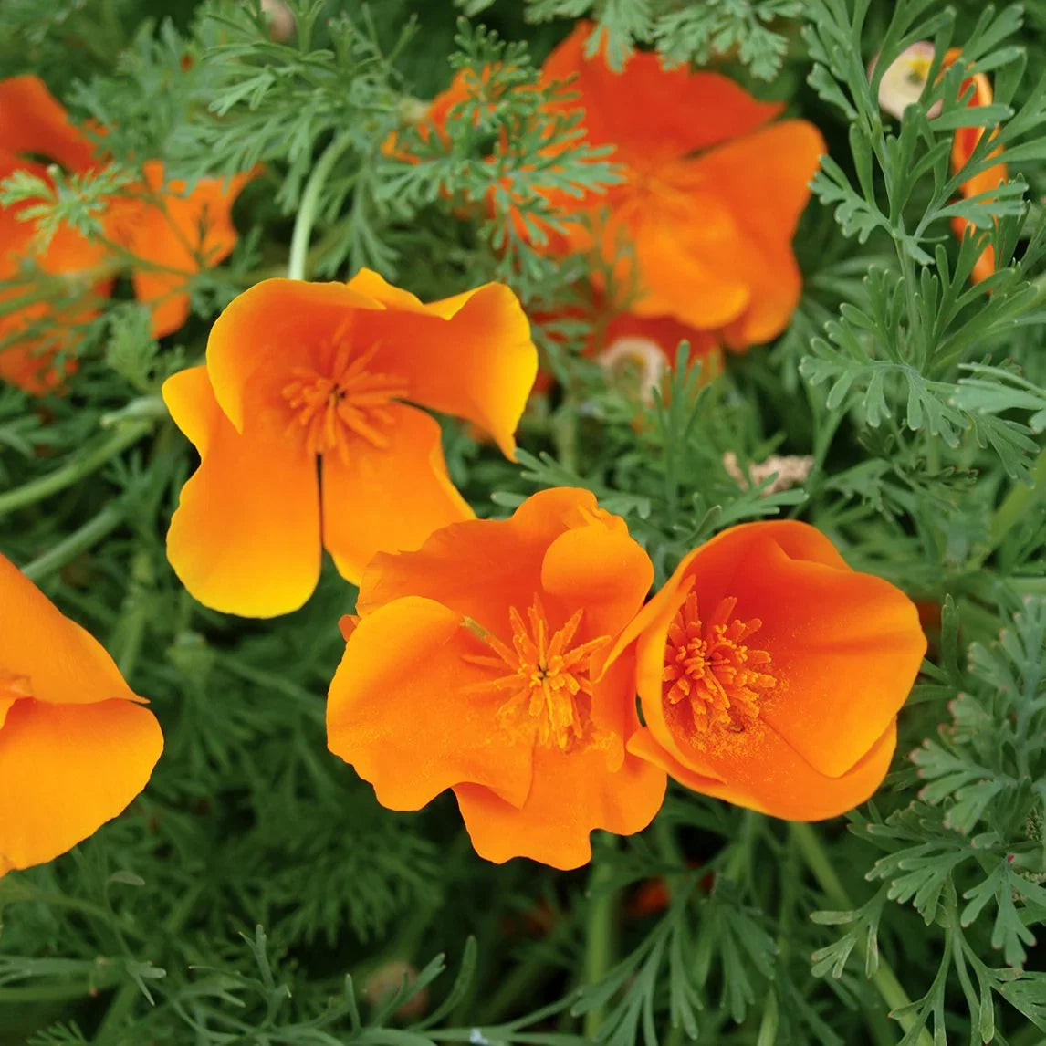 Cali Flower seeds for Planting Premium Quality Heirloom & GMO Free Seeds for Home Garden