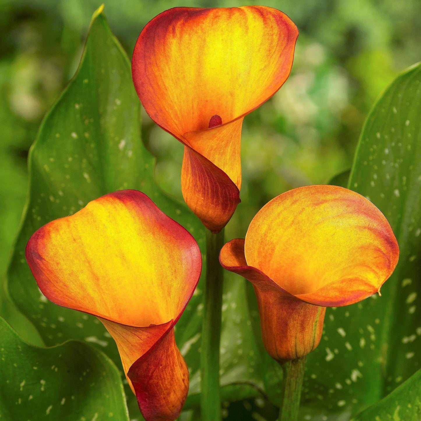 Orange Calla Flower seeds for Planting - Perfect for Borders, Heirloom & GMO Free Seeds for Home Garden