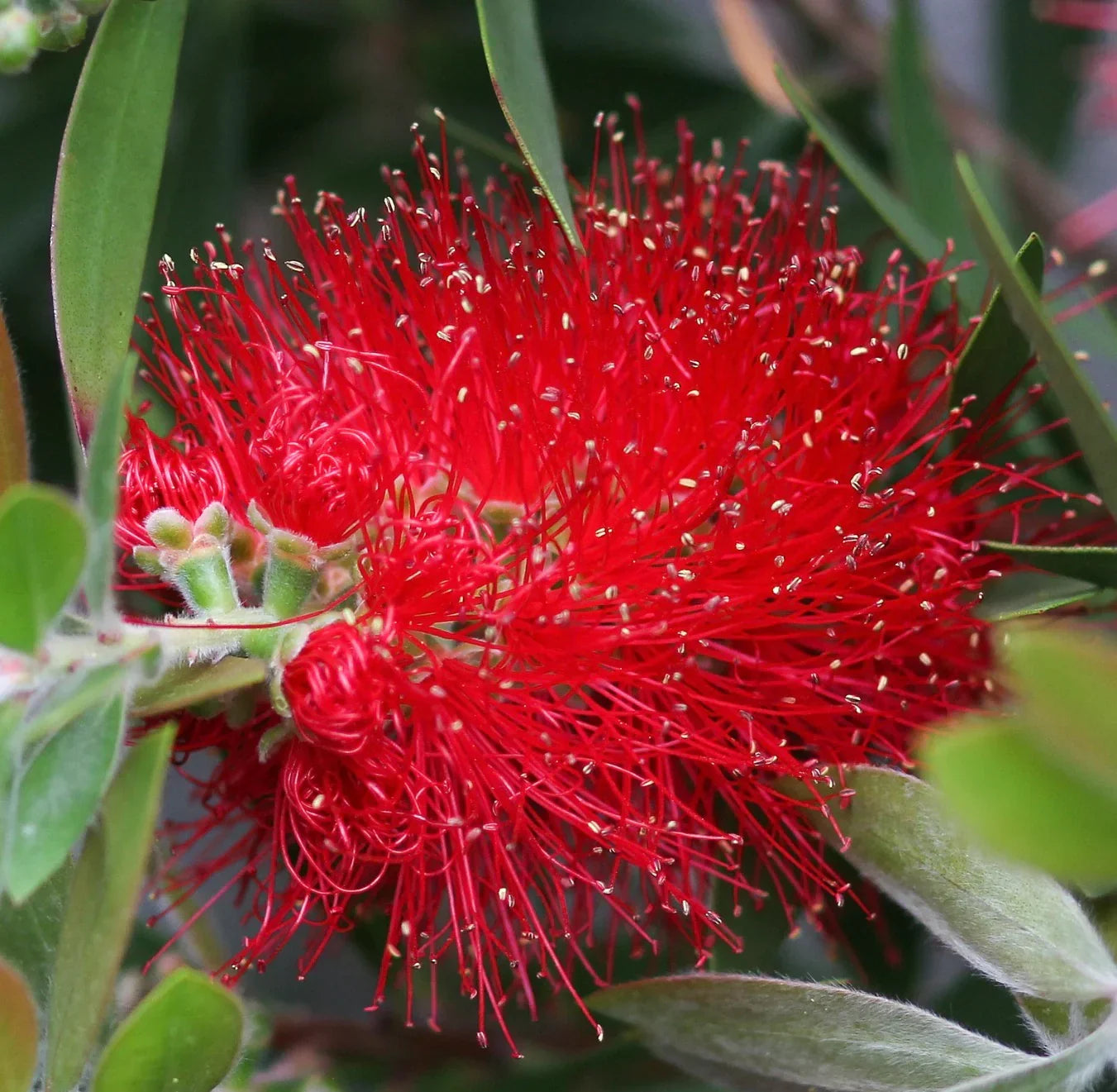 Red Callistemon Flower seeds for Planting Sun Loving, Heirloom & GMO Free Seeds for Home Garden vegetable and garden seeds