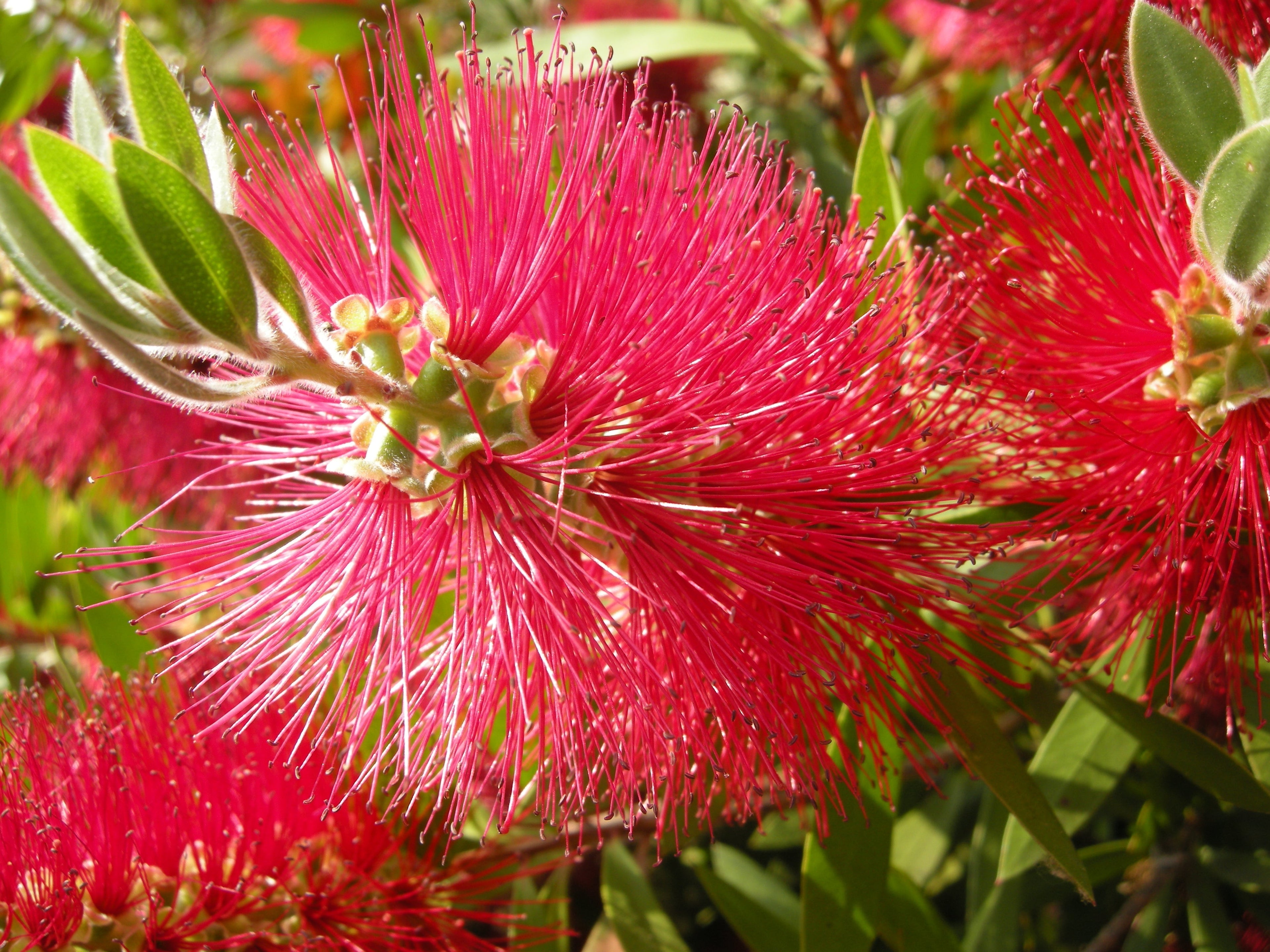 Premium Red Callistemon Flower seeds for Planting Sun Loving, Heirloom & GMO Free Seeds for Home Garden seeds