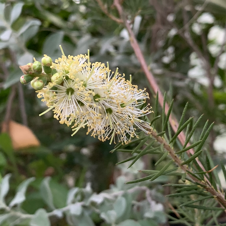 Green Callistemon Flower seeds for Planting Vibrant Colors, Heirloom & GMO Free Seeds for Home Garden vegetable and garden seeds