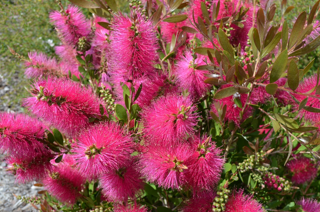 Pink Bottle Brush Flower seeds for Planting Long Bloom Season, Heirloom & GMO Free Seeds for Home Garden vegetable and garden seeds