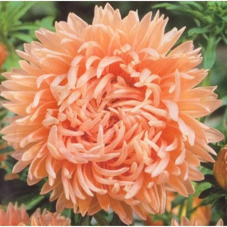 Premium Chrysanthemum Pink Yellow Flower seeds for Planting Compact Growth, Heirloom & GMO Free Seeds for Home Garden seeds