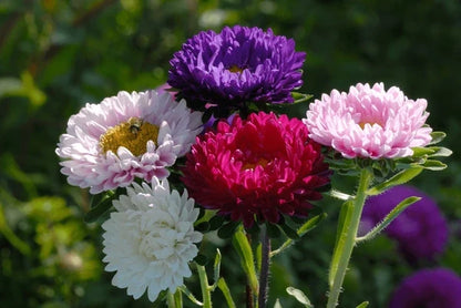 Aster China Flower seeds for Planting Wildflower Mix Heirloom & GMO Free Seeds for Home Garden
