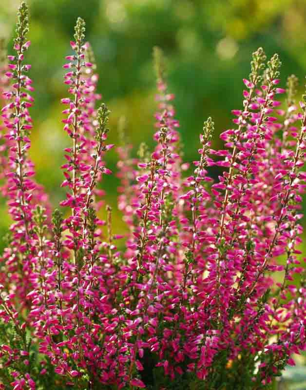 Calluna Vulgaris Flower seeds for Planting - Pollinator Friendly, Heirloom & GMO Free Seeds for Home Garden