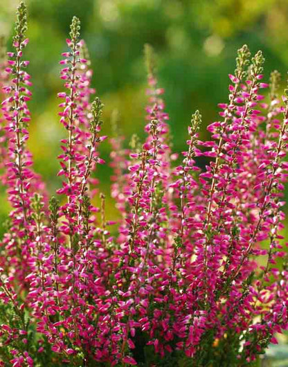 Calluna Vulgaris Flower seeds for Planting - Pollinator Friendly, Heirloom & GMO Free Seeds for Home Garden