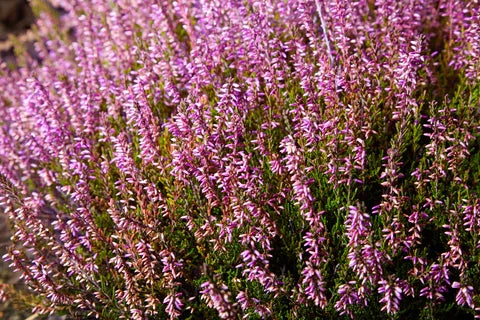 Calluna Vulgaris Flower seeds for Planting - Pollinator Friendly, Heirloom & GMO Free Seeds for Home Garden