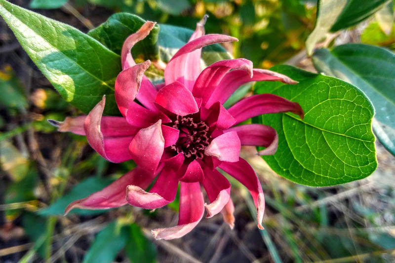Maroon Carolina Allspice Flower seeds for Planting Garden Favorite, Heirloom & GMO Free Seeds for Home Garden vegetable and garden seeds