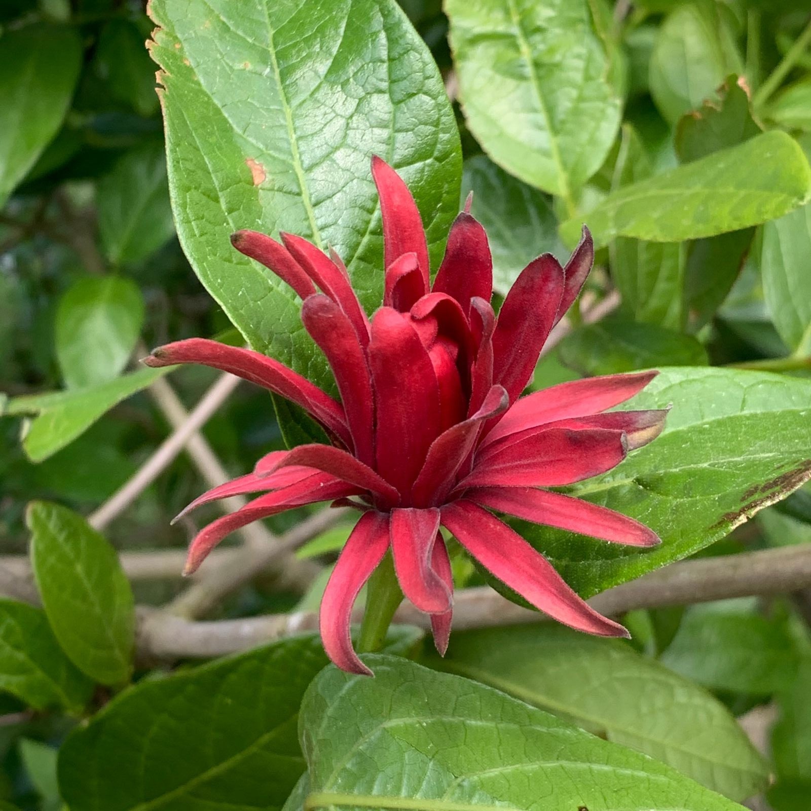 High quality Maroon Carolina Allspice Flower seeds for Planting Garden Favorite, Heirloom & GMO Free Seeds for Home Garden seeds pack