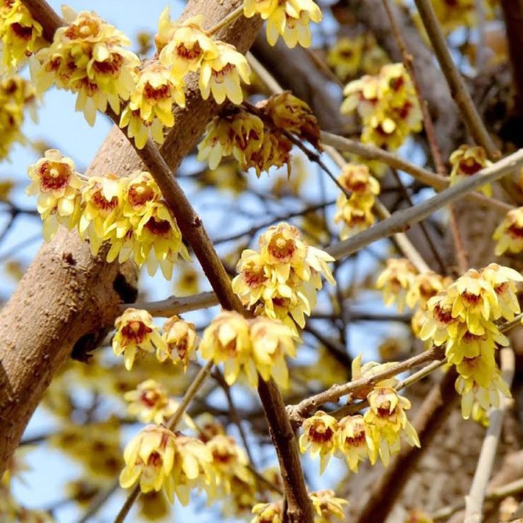 Wintersweet Fragrant Flower seeds for Planting Pollinator Friendly Heirloom & GMO Free Seeds for Home Garden