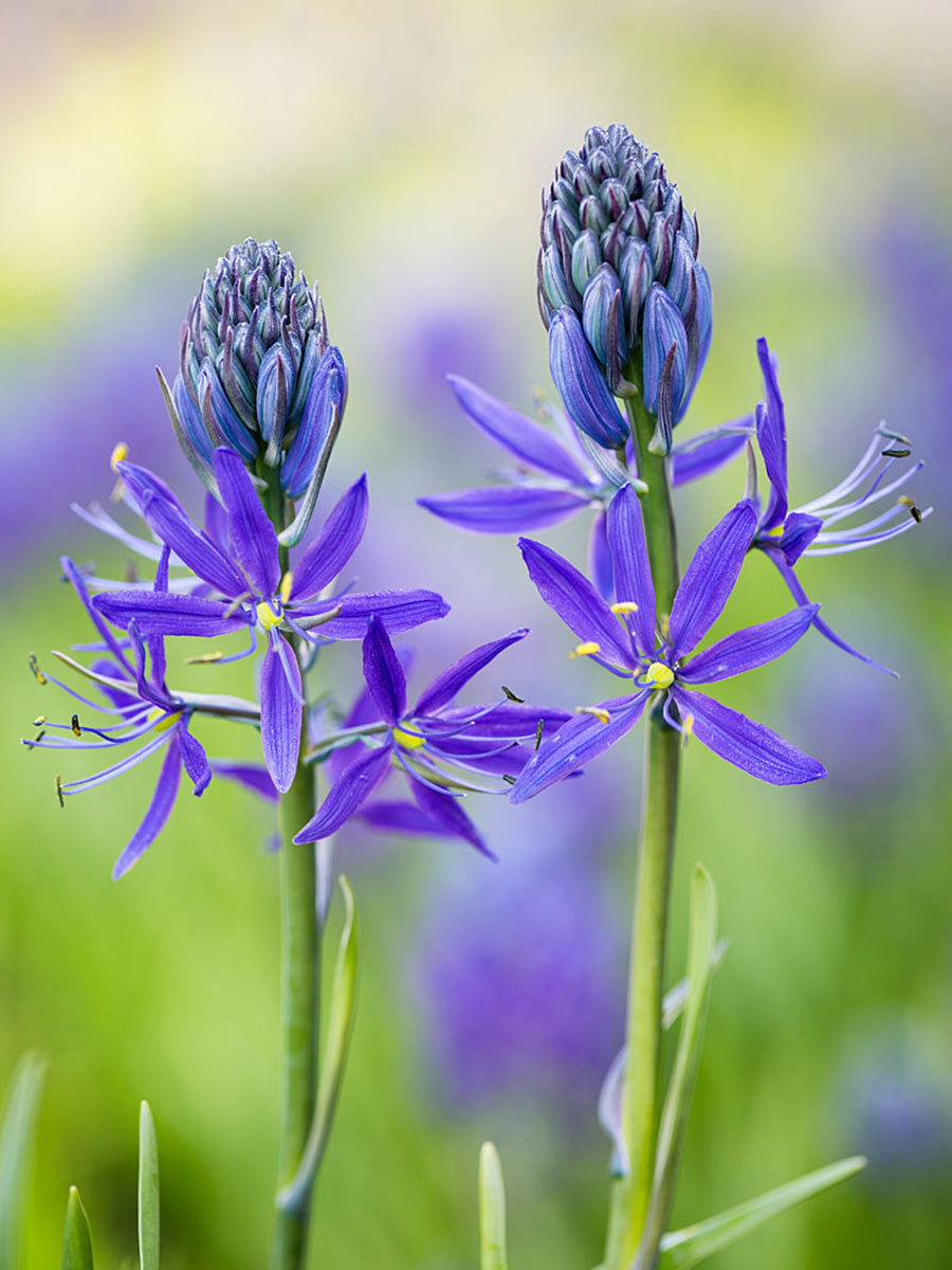 High quality Blue Camas, Camassia Flower seeds for Planting Shade Tolerant, Heirloom & GMO Free Seeds for Home Garden seeds pack
