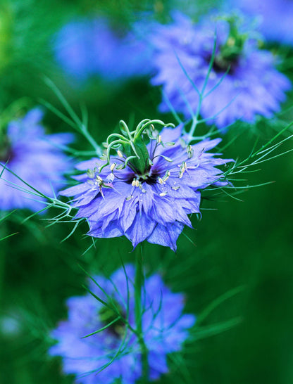 Nigella Damascena Flower seeds for Planting Low Maintenance Heirloom & GMO Free Seeds for Home Garden