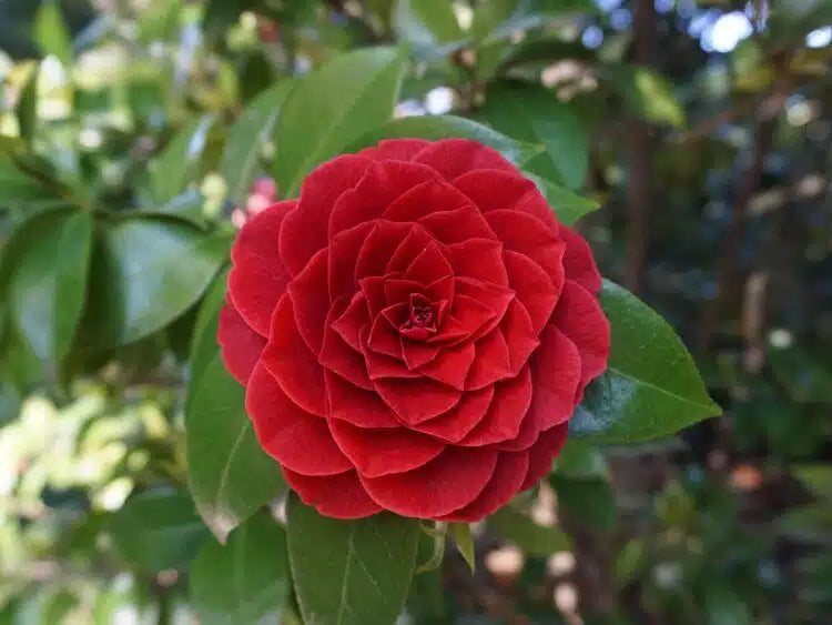 Burgundy Camellia Flower seeds for Planting Cottage Garden Essential, Heirloom & GMO Free Seeds for Home Garden vegetable and garden seeds