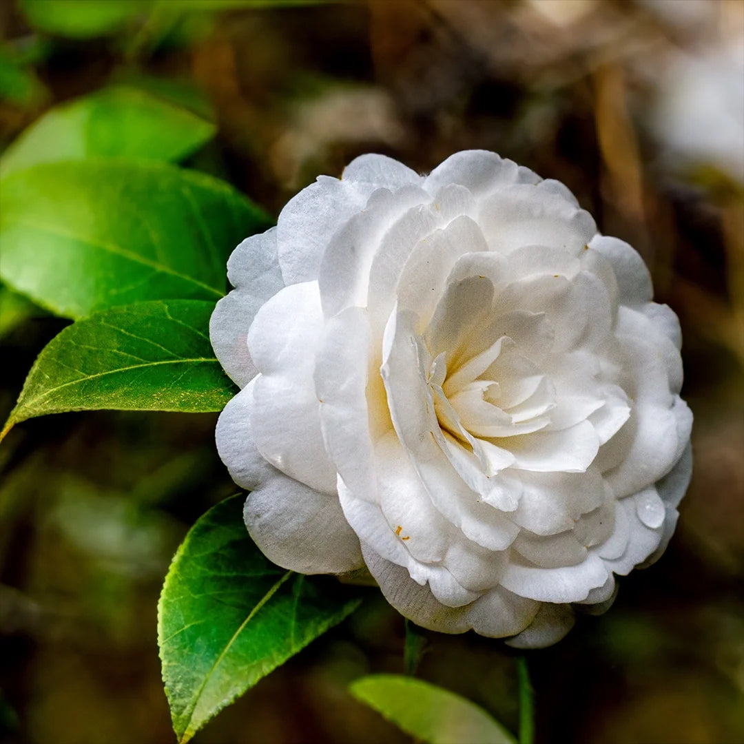 Heirloom Camelia Flower seeds for Planting Sun Loving Heirloom & GMO Free Seeds for Home Garden
