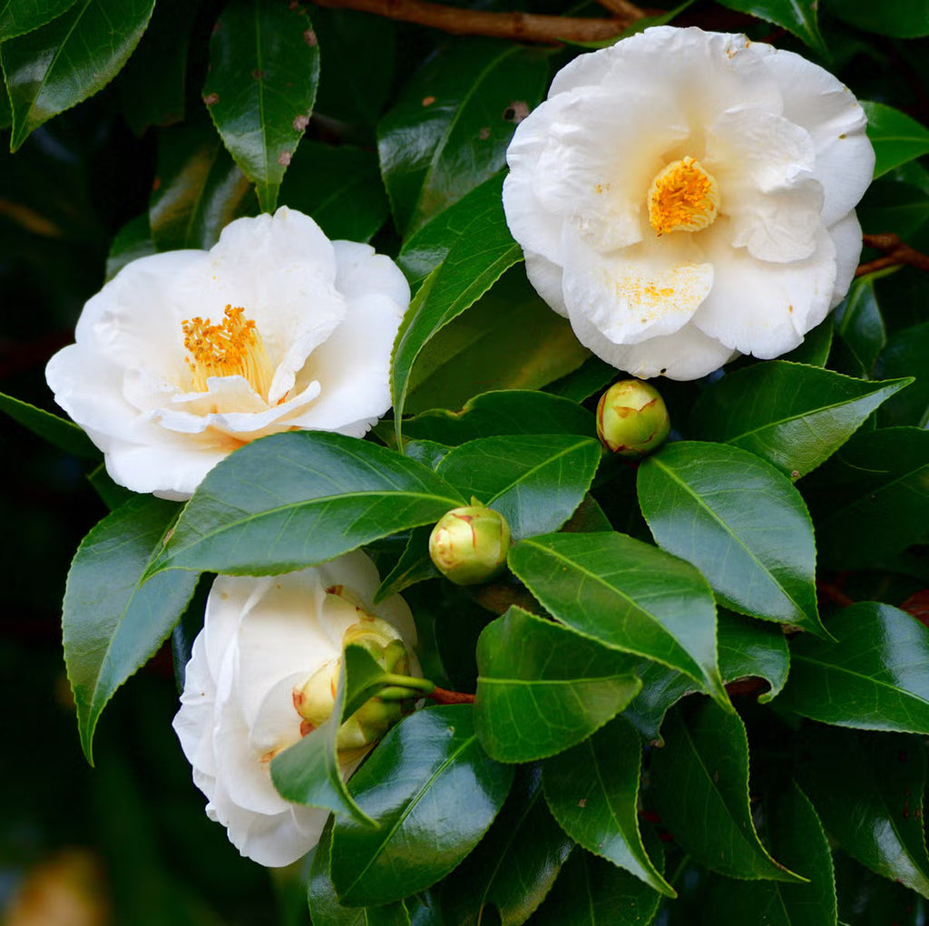 Camellia White Flower seeds for Planting Wildflower Mix, Heirloom & GMO Free Seeds for Home Garden vegetable and garden seeds
