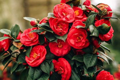 Camellia Flower seeds for Planting Shade Tolerant Heirloom & GMO Free Seeds for Home Garden