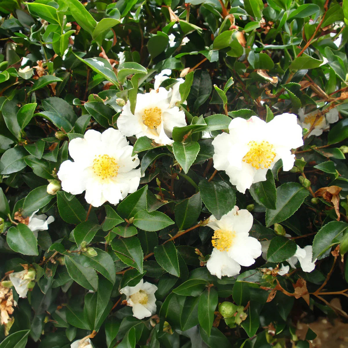High quality Green Camellia Sinensis Flower seeds for Planting Fragrant Blossoms, Heirloom & GMO Free Seeds for Home Garden seeds pack