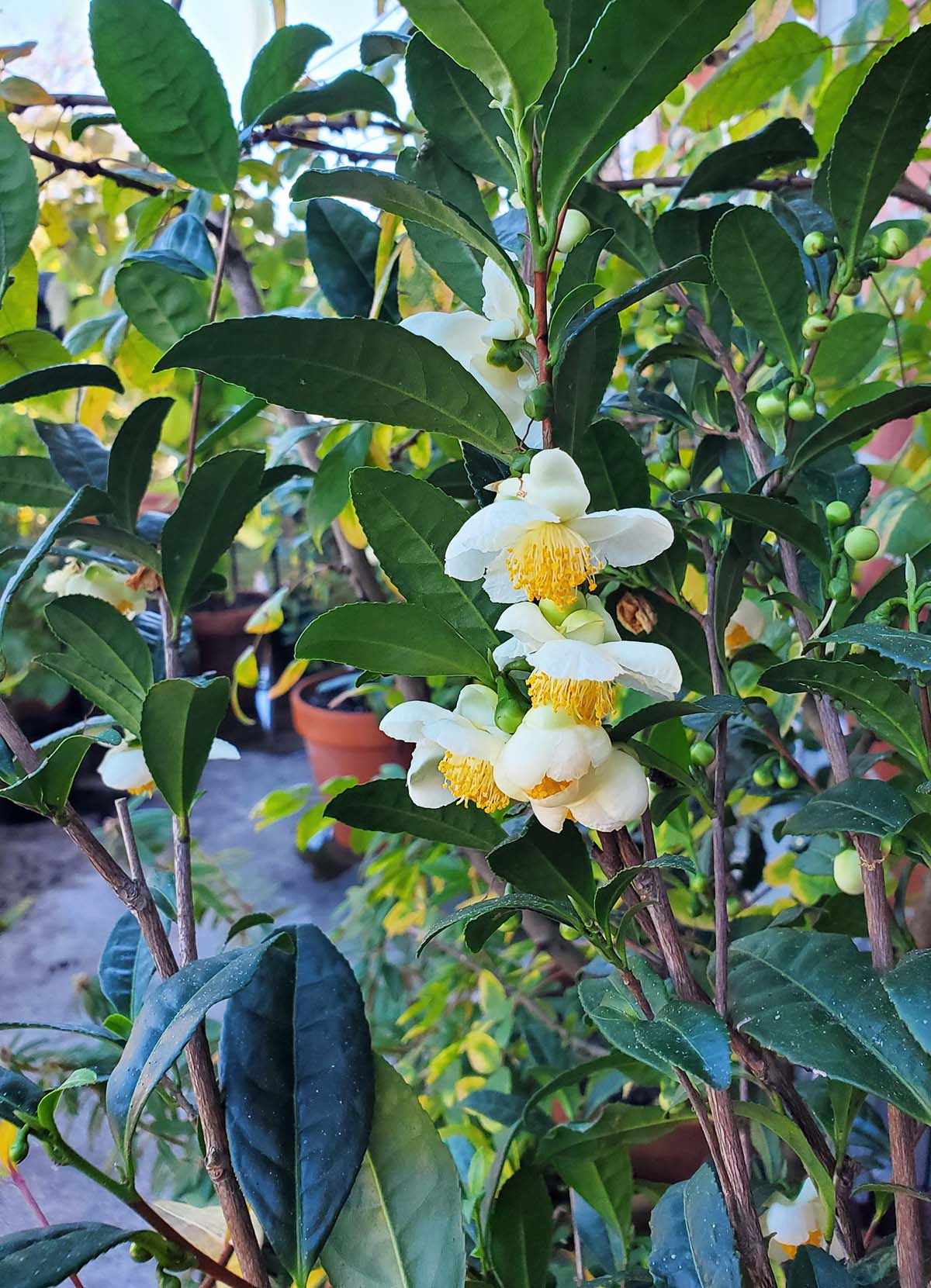 Tea Plant (Black & Green Drinking Tea) Camellia Sinensis Evergreen Tree Shrub Flower Seeds