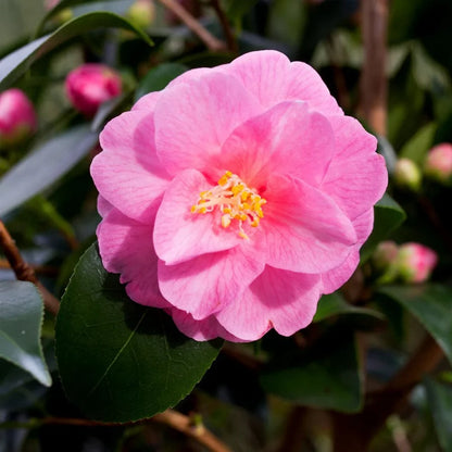 Japanese Camellia Flower seeds for Planting Low Maintenance Heirloom & GMO Free Seeds for Home Garden