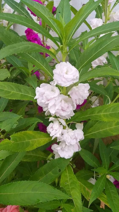 White Camellia Plants in Garden
