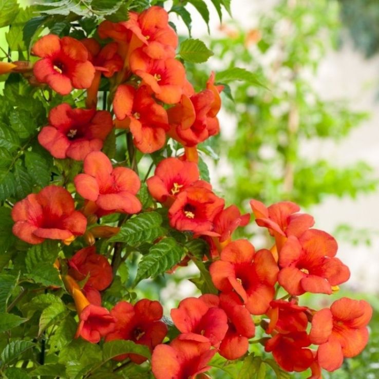 High quality Enredadera Trompetan Flower seeds for Planting Shade Tolerant, Heirloom & GMO Free Seeds for Home Garden seeds pack