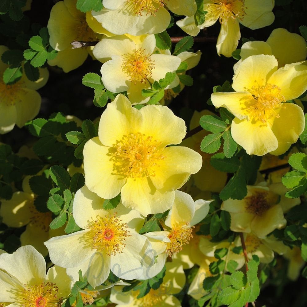Premium Yellow Xanthina Flower seeds for Planting Shade Tolerant, Heirloom & GMO Free Seeds for Home Garden seeds