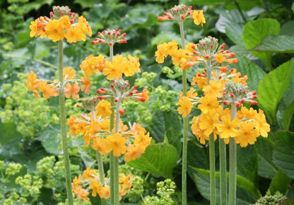 Primula Candelabra Flower seeds for Planting, Vibrant Colors Heirloom & GMO Free Seeds for Home Garden
