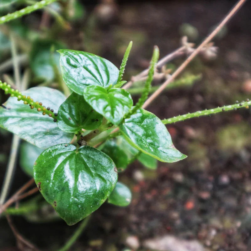 Peperomia Pellucida Flower seeds for Planting Seasonal Bloomer Heirloom & GMO Free Seeds for Home Garden