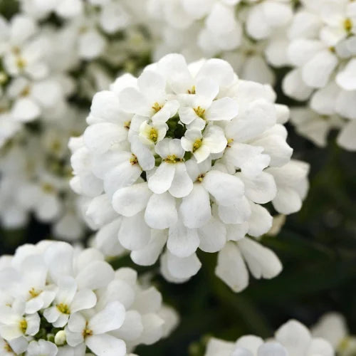 High quality White Candytuf Flower seeds for Planting Premium Quality, Heirloom & GMO Free Seeds for Home Garden seeds pack
