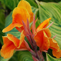 Orange Indica Flower seeds for Planting Sun Loving, Heirloom & GMO Free Seeds for Home Garden seeds for planting