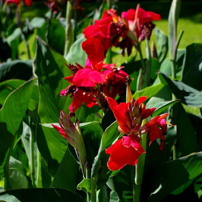 Pyrostegia Venusta Calathea Flower seeds for Planting Cut Flower Favorite Heirloom & GMO Free Seeds for Home Garden