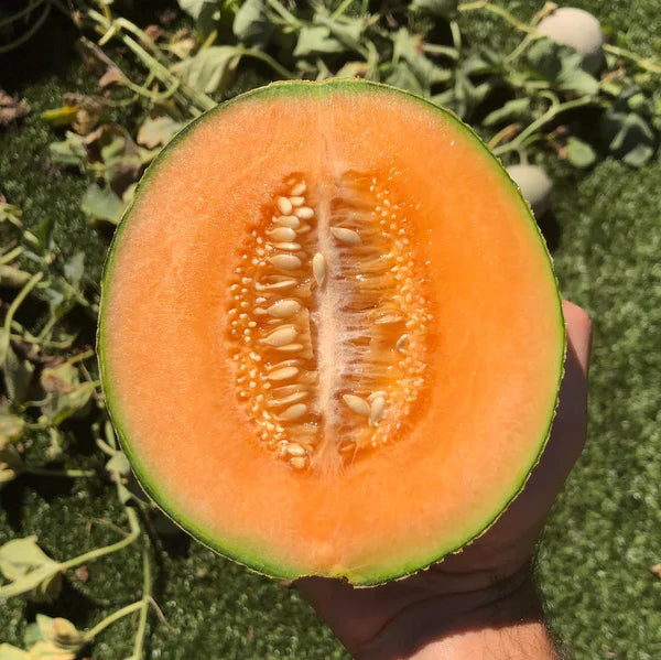 Cantaloupe Fruit Seeds for Planting, Easy Guide for Growing Nutritious Yellow Melons