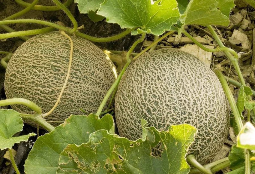 Light orange Cantaloupe Melon harvested from premium seeds