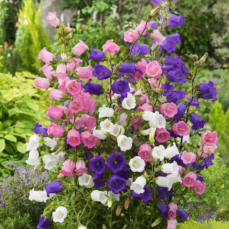 Heirloom Canterbury Flower seeds for Planting Easy to Grow Heirloom & GMO Free Seeds for Home Garden