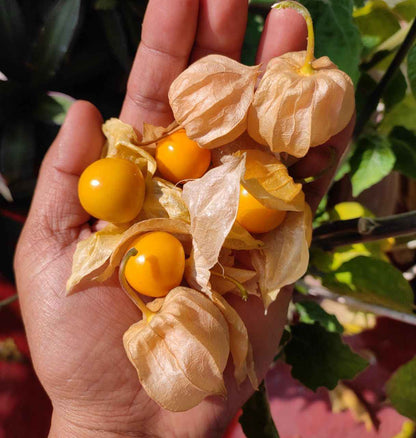 Peruvian Ground Cherry (Physalis Peruviana) Cape Gooseberry Fruit & Veggie Seeds