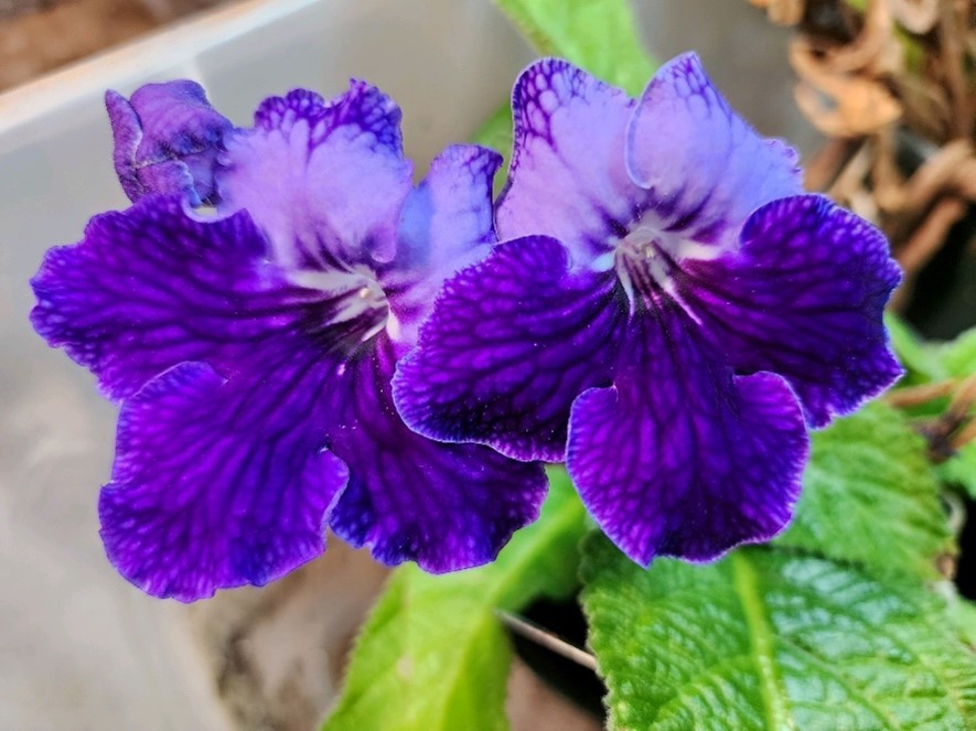 Cape Primrose Flower seeds for Planting Seasonal Bloomer Heirloom & GMO Free Seeds for Home Garden