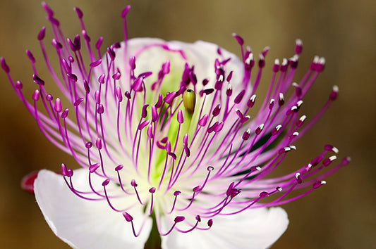 Caper Bush Seeds Capparis spinosa Flinders Rose edible flower shrub